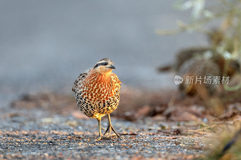 鹧鸪鸟:成年山竹鹧鸪(Bambusicola fytchii)。